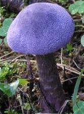 cortinaire violet cortinaire violet