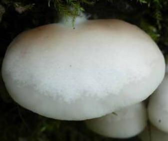 crepidote aplani crepidote aplani