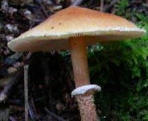 cystoderme a spores allongées cystoderme a spores allongées