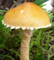 cystoderme furfurace cystoderme furfurace