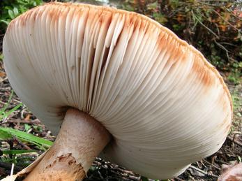 champignon à lamelles