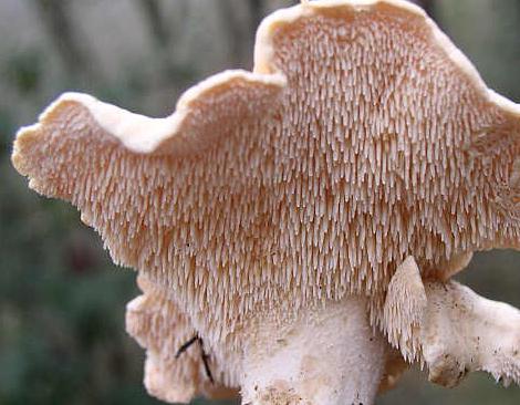 champignon à pics