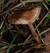 echinoderma eriophorum