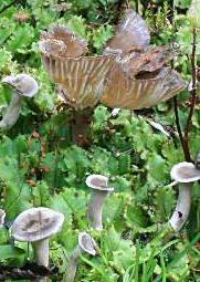 fausse-chanterelle des charbonnieres