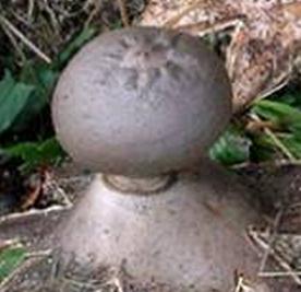 geastrum coronatum