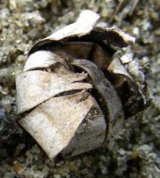 geastrum floriforme