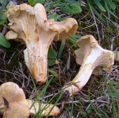 girolle ferrugineuse