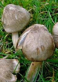 hygrocybe a odeur nitreuse