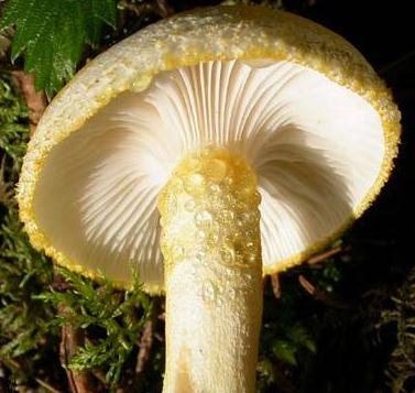 hygrophore a dents jaune