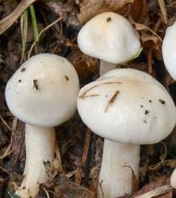 hygrophore a odeur de cossus