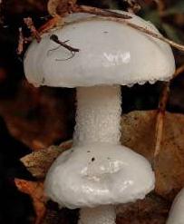 hygrophore blanc ivoire