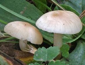 hygrophore cireux pale