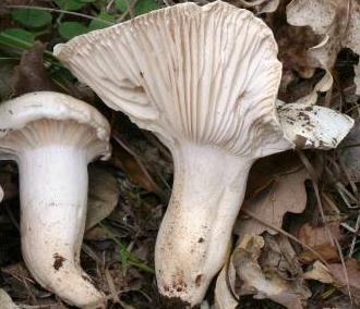 hygrophore comestible