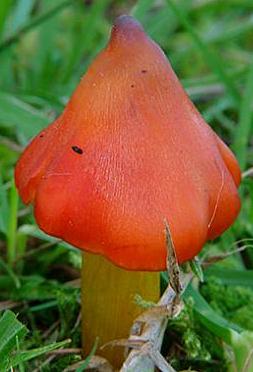 hygrophore conique