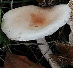 hygrophore de lindtner