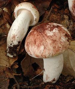 hygrophore de quelet