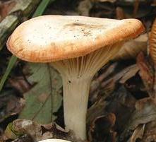 hygrophore des bois