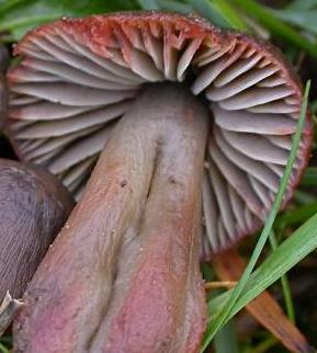 hygrophore des brebis