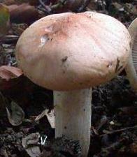 hygrophore des poetes