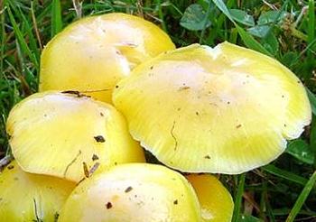 hygrophore jaune soufre