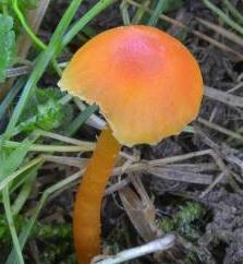 hygrophore mucrone