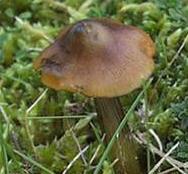 hygrophore noircissant