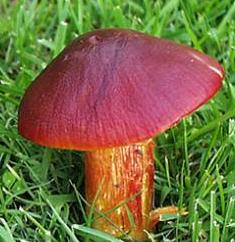 hygrophore ponceau