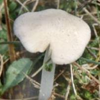 hygrophore presque blanc