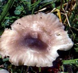 hygrophore presque violet