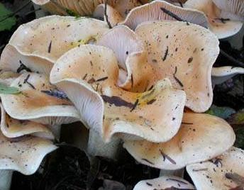 hygrophore pudibond