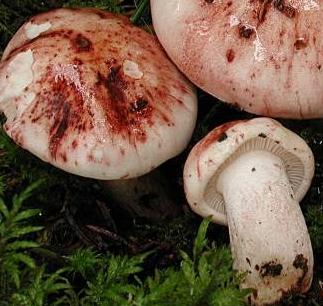 hygrophore russule