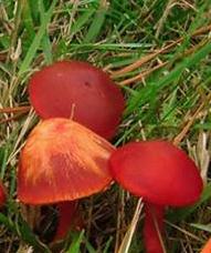 hygrophore splendide