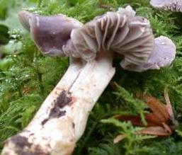 hygrophore violace