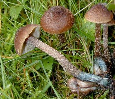 Inocybe à base vert sombre