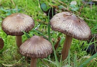Inocybe à bulbe marginé Inocybe à bulbe marginé