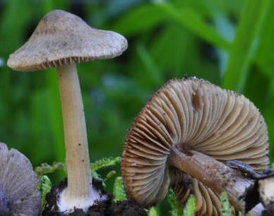 Inocybe à bulbe napiforme Inocybe à bulbe napiforme