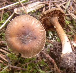 Inocybe à bulbe sphérique Inocybe à bulbe sphérique