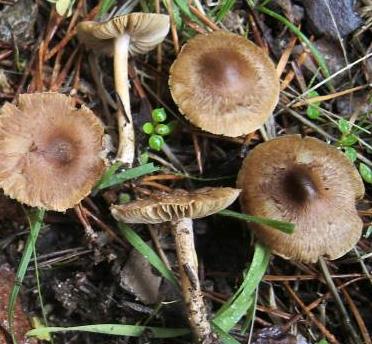 Inocybe à centre sombre Inocybe à centre sombre