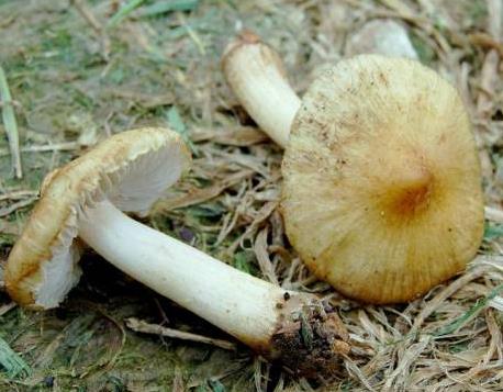 Inocybe à chapeau jaune Inocybe à chapeau jaune