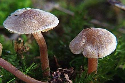 Inocybe à chapeau zoné Inocybe à chapeau zoné