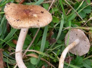 Inocybe à cystides courtes Inocybe à cystides courtes