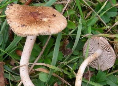 Inocybe à cystides courtes