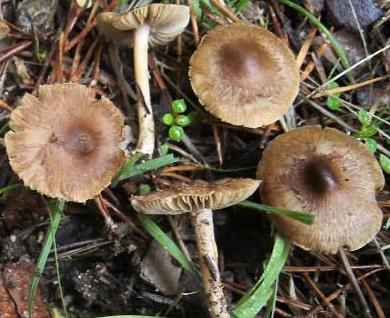 Inocybe à disque brun Inocybe à disque brun