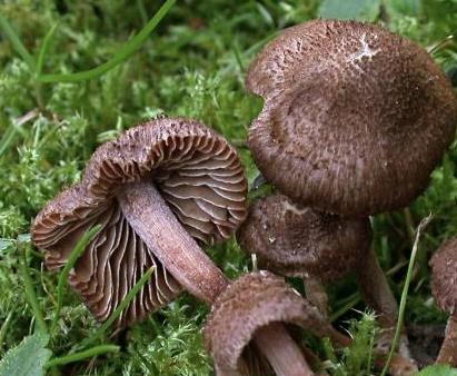 Inocybe à jolies spores Inocybe à jolies spores