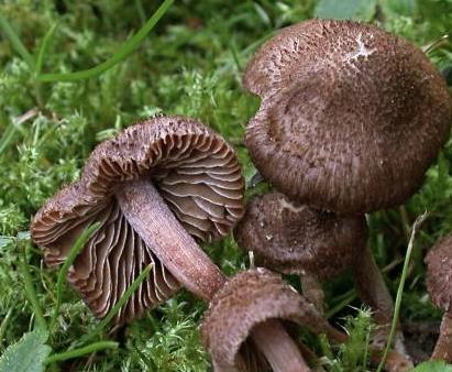 Inocybe à jolies spores