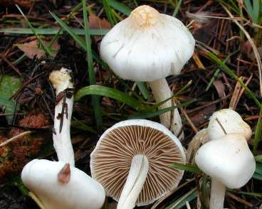 Inocybe à lames terreuses Inocybe à lames terreuses