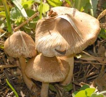 Inocybe à mamelon pointu