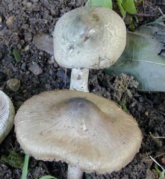 Inocybe à mamelon vert