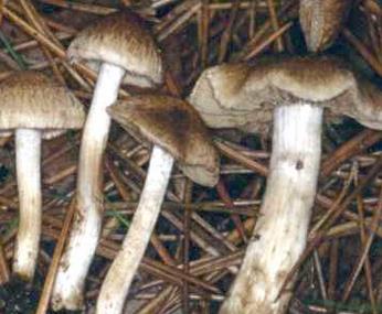 Inocybe à marges blanches Inocybe à marges blanches