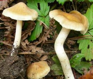 Inocybe à odeur d'amandes amères Inocybe à odeur d'amandes amères